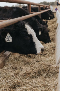 拥有126年历史美国乳制品公司停止运营！牛奶消费量下降，植物奶未来可期！