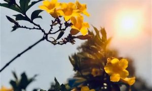 【素食新闻】美国责任医师委员会建议：美国饮食指南应以植物为重点！