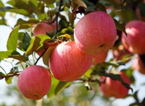 如何正确认识苹果的营养价值？素猫来给你支招~