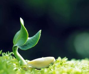 心存敬畏 行有所止 善待大自然，从一份健康的素食开始。——素猫素食