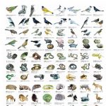 超900种野生动物不能吃！广东率先修法！