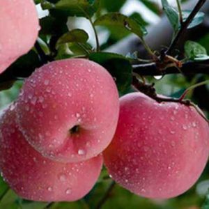 盛夏宜吃这几种水果 增进食欲少生病